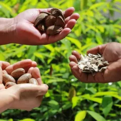 BANCO DA AMAZÔNIA LANÇA EDITAL DE R$ 4 MILHÕES PARA APOIAR PROJETOS DE BIOECONOMIA NA REGIÃO AMAZÔNICA