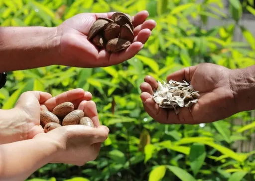 BANCO DA AMAZÔNIA LANÇA EDITAL DE R$ 4 MILHÕES PARA APOIAR PROJETOS DE BIOECONOMIA NA REGIÃO AMAZÔNICA