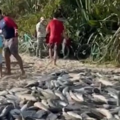 Um impressionante lanço com mais de 50 mil tainhas emocionou moradores e pescadores na Praia de Cima, na Pinheira, em Palhoça
