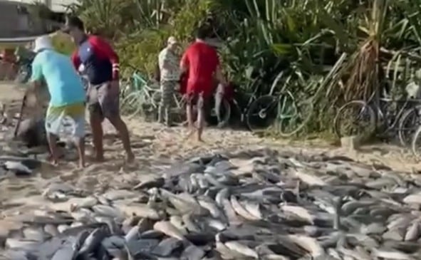Um impressionante lanço com mais de 50 mil tainhas emocionou moradores e pescadores na Praia de Cima, na Pinheira, em Palhoça