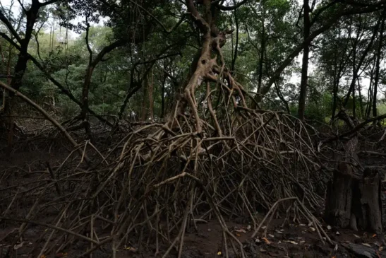 Área de manguezal na Reserva Extrativista Marinha de Caeté-Taperaçu monitorada pelo projeto Mangues da Amazônia. Foto: Fernando Frazão/Agência Brasil