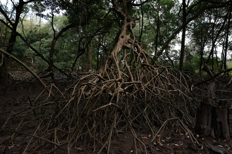 Área de manguezal na Reserva Extrativista Marinha de Caeté-Taperaçu monitorada pelo projeto Mangues da Amazônia. Foto: Fernando Frazão/Agência Brasil
