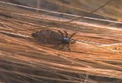 Exames revelaram uma infecção por rickettsiose, doença causada por bactérias transmitidas por parasitas como piolhos, pulgas e carrapatos. Foto: Divulgação