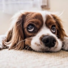 Adotar um cachorro é uma decisão que vai muito além do carinho e da companhia que o animal proporciona.