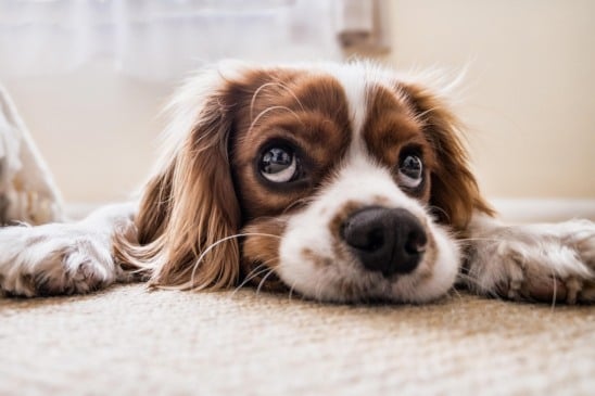 Adotar um cachorro é uma decisão que vai muito além do carinho e da companhia que o animal proporciona.