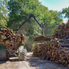 O manejo florestal sustentável possibilita fazer a extração da madeira de uma área, mas de modo a permitir que a floresta se regenere