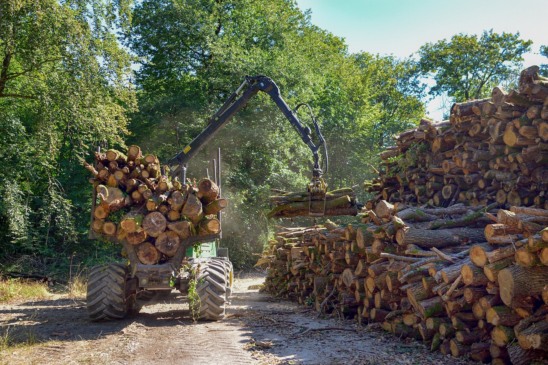 O manejo florestal sustentável possibilita fazer a extração da madeira de uma área, mas de modo a permitir que a floresta se regenere