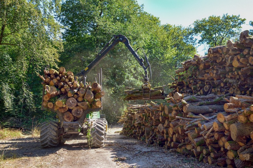 O manejo florestal sustentável possibilita fazer a extração da madeira de uma área, mas de modo a permitir que a floresta se regenere