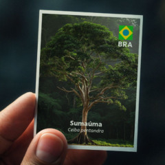 O álbum, criado em parceria com a agência Africa Creative, ilustra 60 espécies de árvores representativas dos cinco continentes. Foto: Divulgação