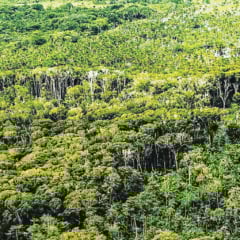 Em 11 meses, o Pará também apresentou queda significativa na área de alerta de desmatamento, com 18% comparado com o ano anterior FOTO: bruno cecim / agência pará