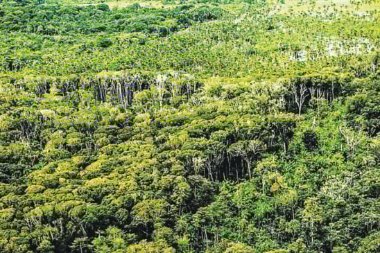 Em 11 meses, o Pará também apresentou queda significativa na área de alerta de desmatamento, com 18% comparado com o ano anterior FOTO: bruno cecim / agência pará
