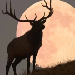 Lua do Veado poderá ser vista em todo o país; veja o melhor horário