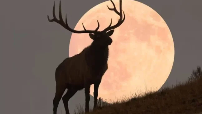 Lua do Veado poderá ser vista em todo o país; veja o melhor horário