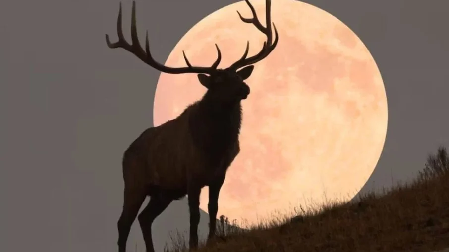 Lua do Veado poderá ser vista em todo o país; veja o melhor horário