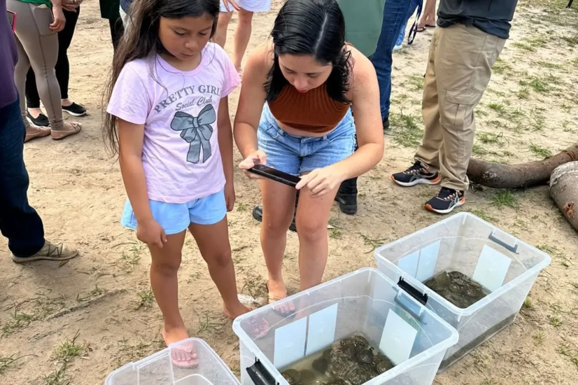 Soltura de 140 quelônios marca celebração à vida e à natureza em Salvaterra no Marajó Soltura de 140 quelônios marca celebração à vida e à natureza em Salvaterra no Marajó