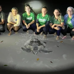 Pará está situado em uma rota migratória essencial para diversas espécies de tartarugas marinhas, como a tartaruga-verde e a tartaruga-oliva

