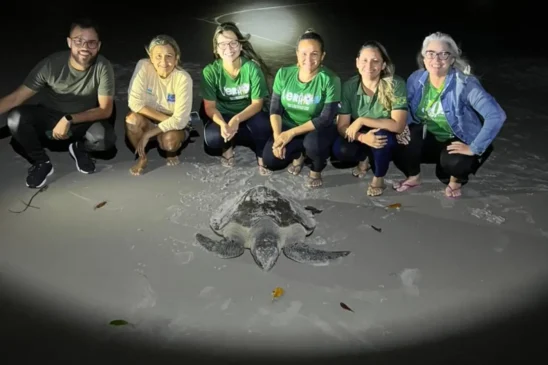 Pará está situado em uma rota migratória essencial para diversas espécies de tartarugas marinhas, como a tartaruga-verde e a tartaruga-oliva

