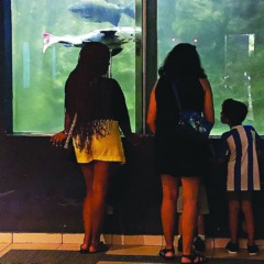 O aquário é uma das atrações do Museu Paraense Emílio Goeldi, ponto de visita obrigatório

FOTO: CELSO RODRIGUES 