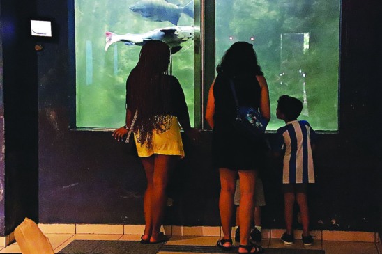 O aquário é uma das atrações do Museu Paraense Emílio Goeldi, ponto de visita obrigatório

FOTO: CELSO RODRIGUES 