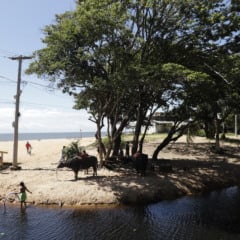 Reprodução