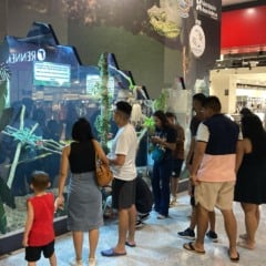 Do medo à curiosidade: exposição aproxima o público da fauna amazônica