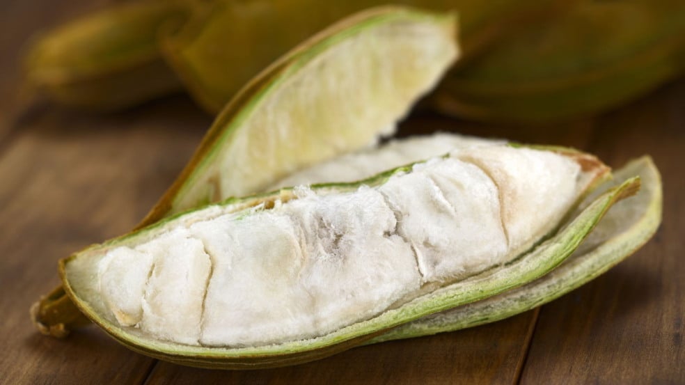 A ingá (Inga edulis), nativa da região amazônica, é muito mais do que uma fruta apreciada por sua suculência e sabor refrescante no interior do Pará