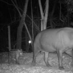 Em um dos registros, uma anta e seu filhotinho passeiam na área de plantio com espécies nativas. O animal tem grande importância na disseminação de sementes, que ajuda na recuperação florestal | Crédito: Monitoramento Salobo Metais