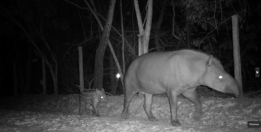 Em um dos registros, uma anta e seu filhotinho passeiam na área de plantio com espécies nativas. O animal tem grande importância na disseminação de sementes, que ajuda na recuperação florestal | Crédito: Monitoramento Salobo Metais