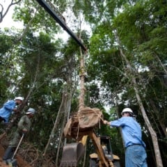 Transplante do pau-cravo. Foto: Regina Santos/Norte Energia