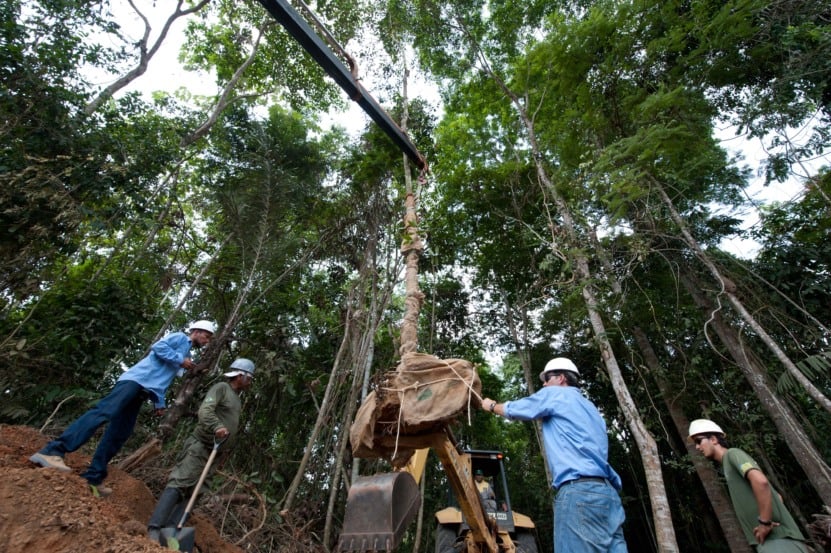 Transplante do pau-cravo. Foto: Regina Santos/Norte Energia