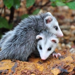 Marsupial confundido com roedor tem papel importante no equilíbrio ambiental, mas virou alvo do comércio ilegal no Pará


