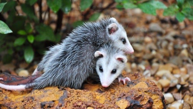 Marsupial confundido com roedor tem papel importante no equilíbrio ambiental, mas virou alvo do comércio ilegal no Pará


