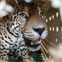Duas onças-pintadas resgatadas no Pará foram transportadas gratuitamente para São Paulo por meio do programa Avião Solidário, da LATAM
