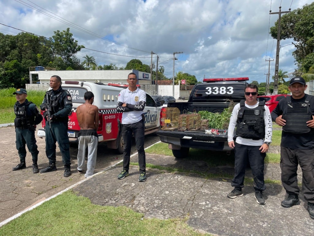 Polícia destrói plantação de maconha na zona rural de Terra Alta