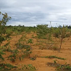 Mineração Paragominas, da Hydro, transforma resíduos orgânicos em material para reflorestamento de áreas