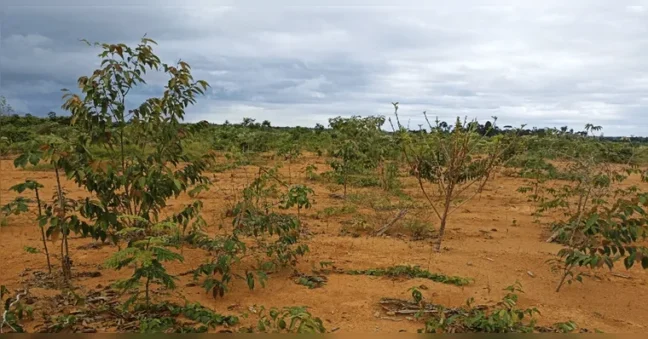 Mineração Paragominas, da Hydro, transforma resíduos orgânicos em material para reflorestamento de áreas