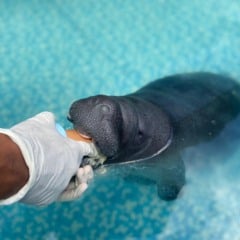 Instituto Bicho D’água lança Projeto de Conservação de Peixes-boi no Pará