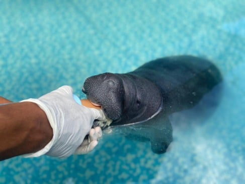 Instituto Bicho D’água lança Projeto de Conservação de Peixes-boi no Pará