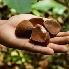 A pesquisa foi financiada pela Fundação Amazônia de Amparo a Estudos e Pesquisas (Fapespa), com apoio do Conselho Nacional de Desenvolvimento Científico e Tecnológico (CNPq)