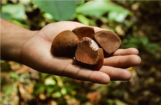 A pesquisa foi financiada pela Fundação Amazônia de Amparo a Estudos e Pesquisas (Fapespa), com apoio do Conselho Nacional de Desenvolvimento Científico e Tecnológico (CNPq)