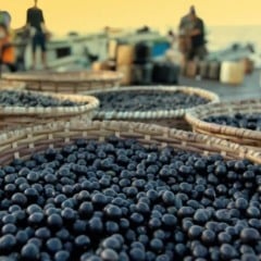 Tarifaço nos EUA pode comprometer 75% da exportação de açaí do Pará