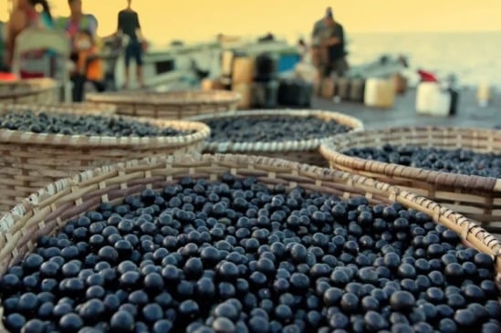 Tarifaço nos EUA pode comprometer 75% da exportação de açaí do Pará