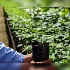 Com o crescimento, a área verde na região passou para 3.266 hectares, o equivalente a 4.574 campos de futebol. | Divulgação
