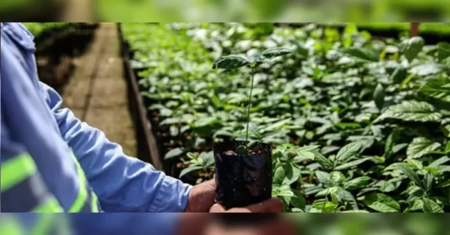 Com o crescimento, a área verde na região passou para 3.266 hectares, o equivalente a 4.574 campos de futebol. | Divulgação

