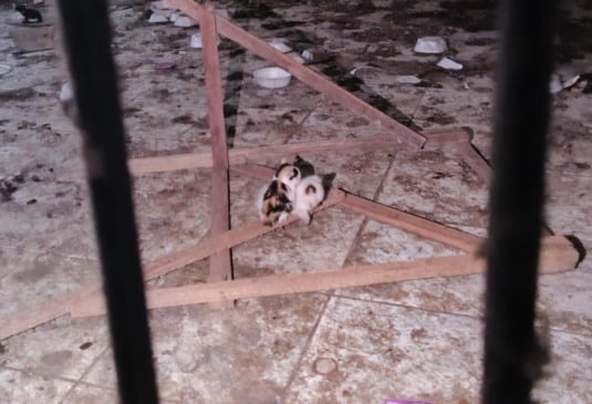 Sete gatos foram resgatados na tarde desta quinta-feira (3) de uma casa abandonada na rua Gaspar Viana, no bairro do Reduto, em Belém