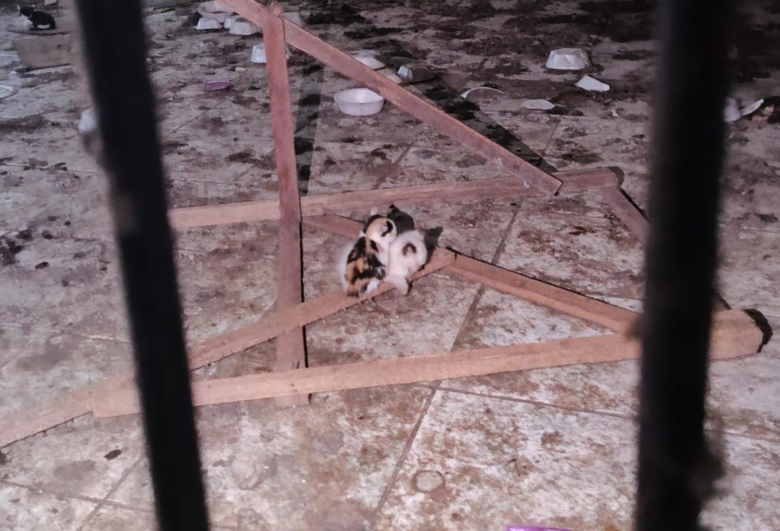 Sete gatos foram resgatados na tarde desta quinta-feira (3) de uma casa abandonada na rua Gaspar Viana, no bairro do Reduto, em Belém