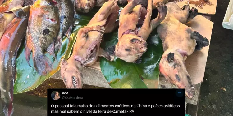 Mucura na feira: MP investiga venda ilegal de carne silvestre em Cametá

