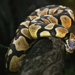 Um agricultor de 63 anos foi encontrado morto dentro do corpo de uma cobra píton de oito metros na Indonésia.