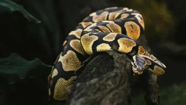 Um agricultor de 63 anos foi encontrado morto dentro do corpo de uma cobra píton de oito metros na Indonésia.