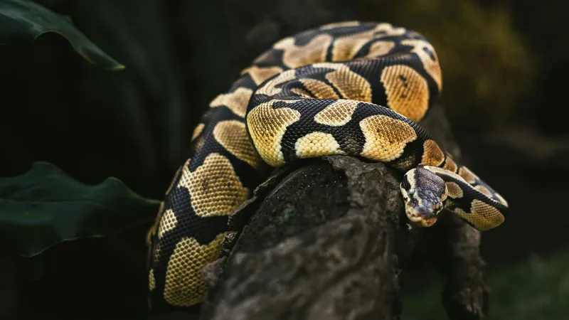 Um agricultor de 63 anos foi encontrado morto dentro do corpo de uma cobra píton de oito metros na Indonésia.